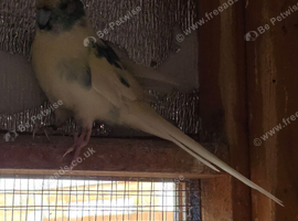 Cockatiel and Kakariki pairs