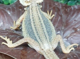Thunderbolt Bearded Dragons