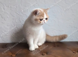 Persian Kitten