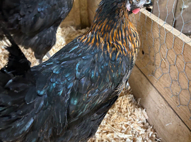 Copper Black Maran POL chickens