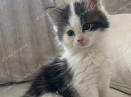 Tan/Black/White Maine Coon xRagdoll Boy