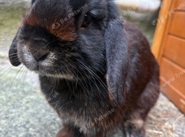 Gorgeous male black mini lop