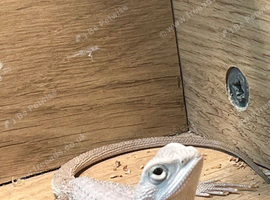 Bearded dragon