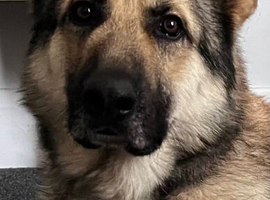 Intact Gold Sable KC German Shepherd Male