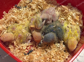 Baby LOVEBIRDS ready for reservations!