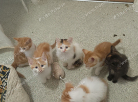 Kittens
