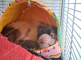 Ferret