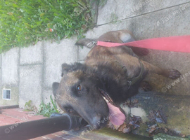 Belgian malinois