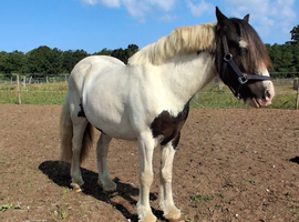 Sad sale 2 year old Traditional Cob