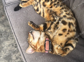 Pedigree Bengal Tiger