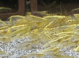 Yellow Shrimp.
