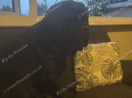Beautiful Cane Corso