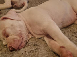 Johnston american bulldog  femail puppys
