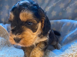 F1 cockapoo