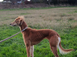 saluki lurcher