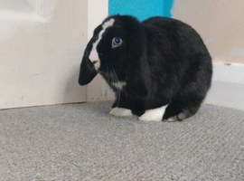 Mini lop male 4 months old