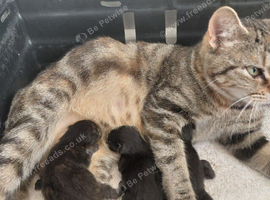 2 black calico girls and 1 black boy domestic short hair