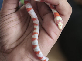 Albino arizona mountain kingsnake