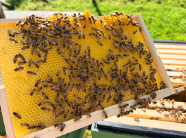 6 Frame Overwintered National Nucleus of F1 Buckfast Bees 2027 Spring