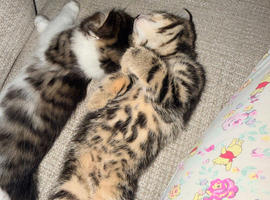 2 Kittens for sale