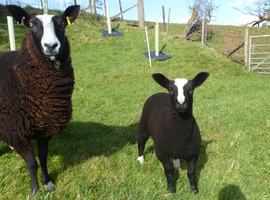 Zwartbles pedigree ewe lambs, MV health accredited