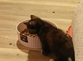 Rosie female kitten