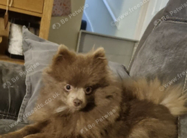 Kc registered pomeranian girl