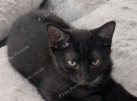 Playful Kittens Ready for Loving Homes (5 weeks insurance included)