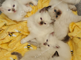 Ragdoll Kittens