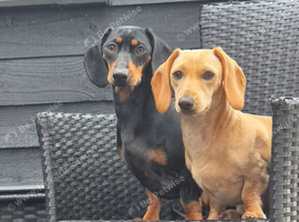 2 miniature dachshunds