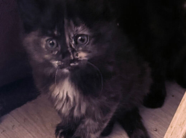 Two female kittens for sale