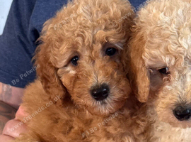 Cute Toy Cavapoo Puppies