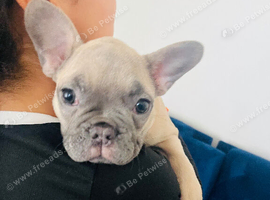 puppy looking for new home