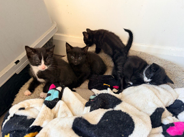 Kittens for sale