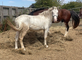 Loving 2yr old gelding for sale