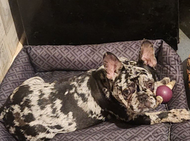 2 lovely 7 month old french bulldog for sale