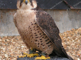 Male Lanner Falcon