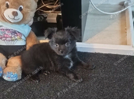 2 male chihuahua pups