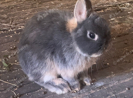 Beautiful male Netherland dwarf rabbit