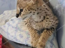 stunning serval kitten available