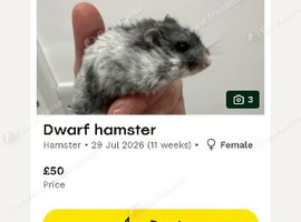 Hand reared hamster