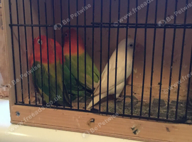 BARGAIN, 30 x opaline Fischer lovebirds.