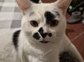 Male cat