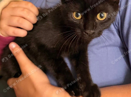 2 17week old kittens