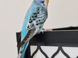 Budgies 8 weeks old