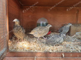 4x Corturnix Quail Hens