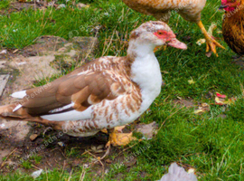 Pair of Muscovy Ducks