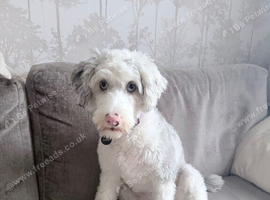 10 month old cockapoo