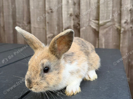 bunnies