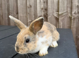 looking to sell these bunnys!